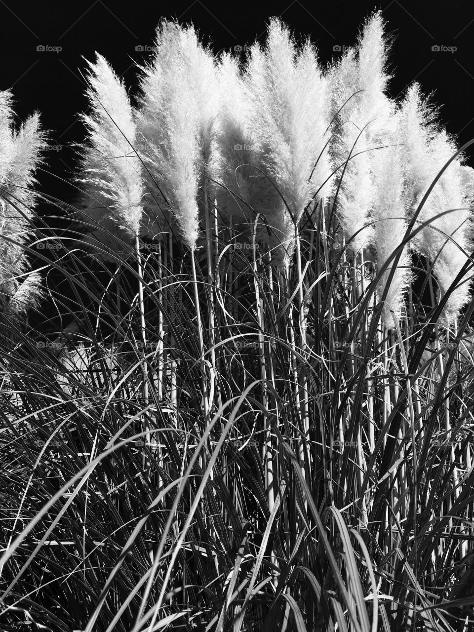 White Pampas Grass 