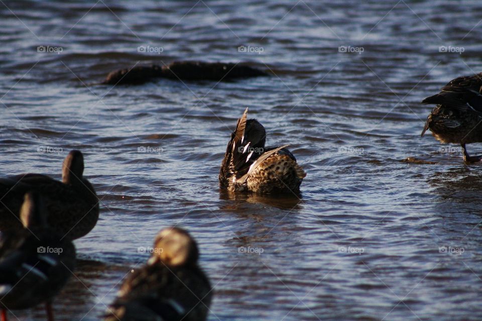 Ducks