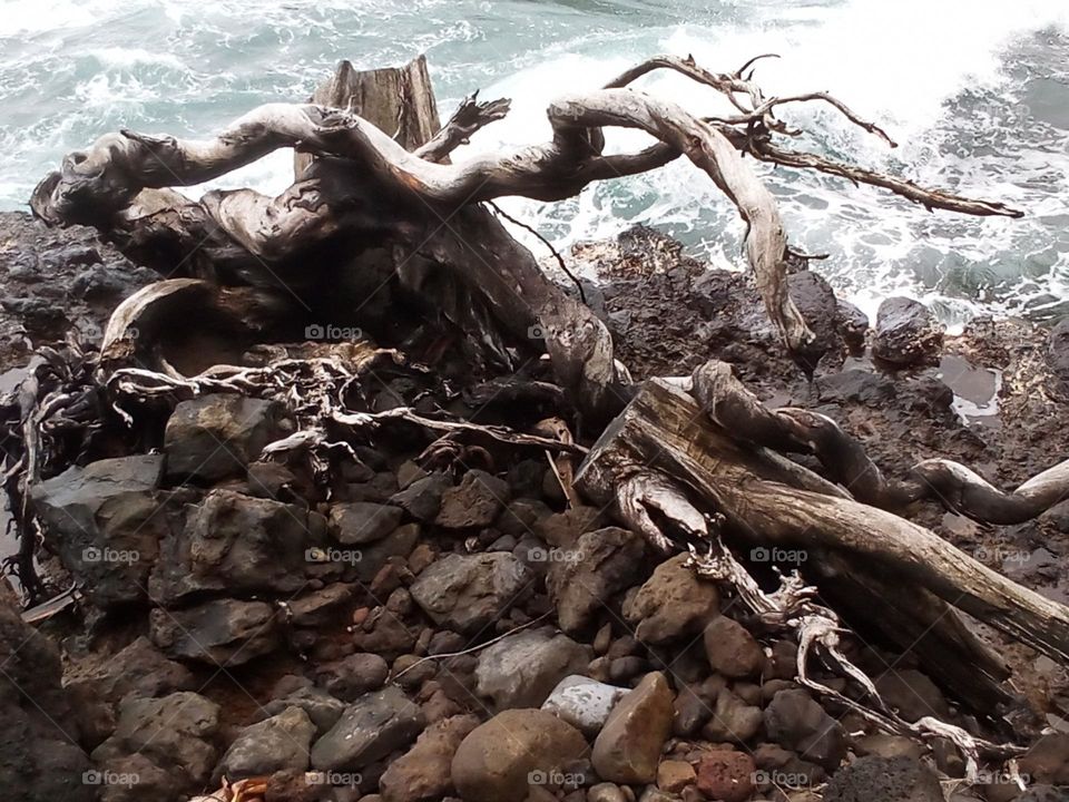 Driftwood on stones by ocean