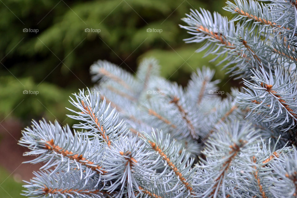 Extreme close-up of frozen pine tree branches