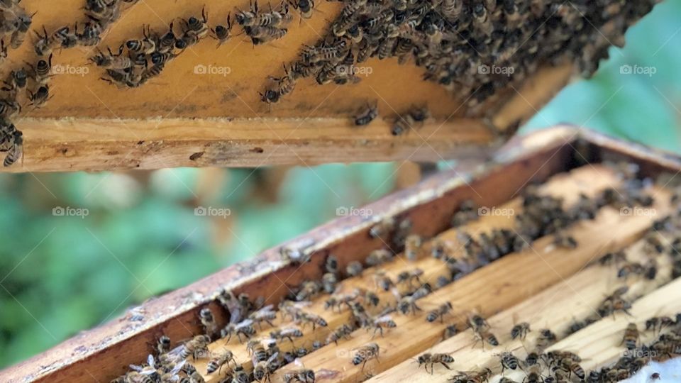 Lifting the Lid, migratory, lid, cover, top, frames, wooden ware, hive, bees, honeybees, insects, animals, nature, pollinator