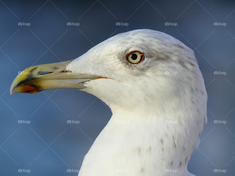 Seagull close up