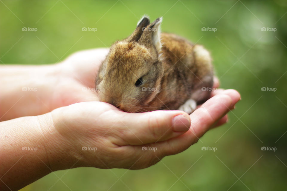 Rabbit on the hands