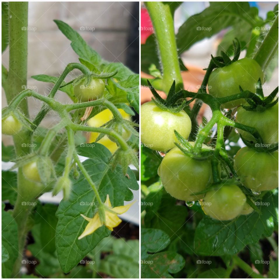 Growth of tomatoes from one to two weeks