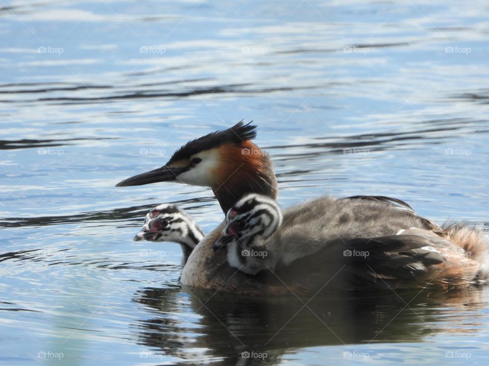 A grebe with its young
