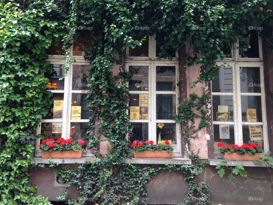 Ivy, House, Window, Architecture, No Person