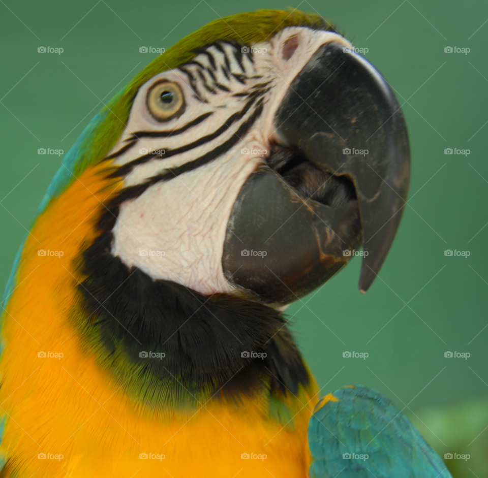 animal bird pet parrot by lightanddrawing