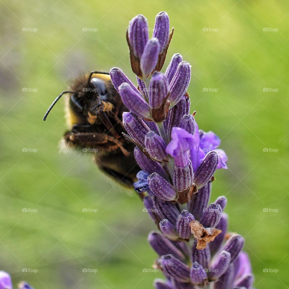 bee