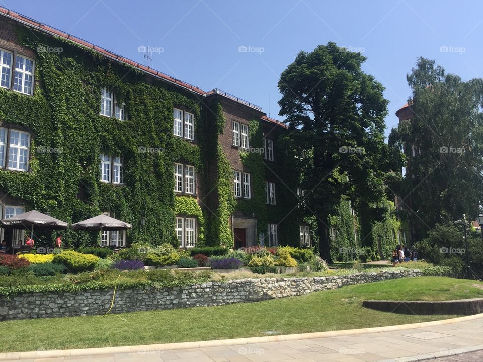 A building covered with ivy