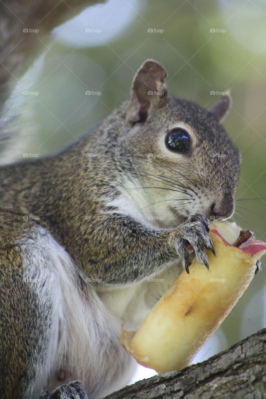 Squirrel eating apple