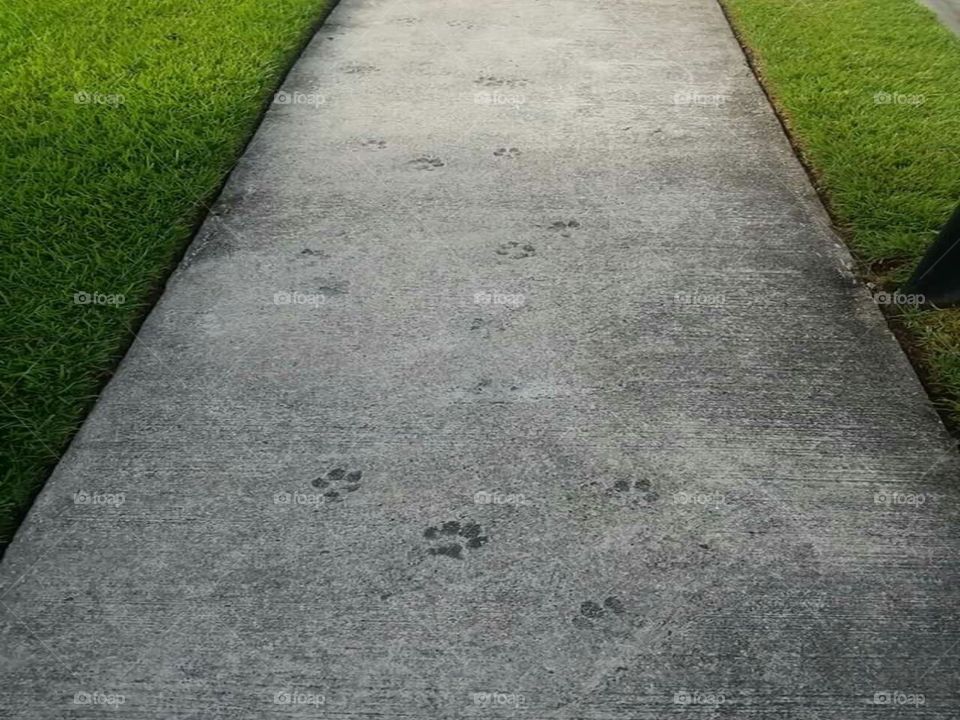 Paw prints in the concrete