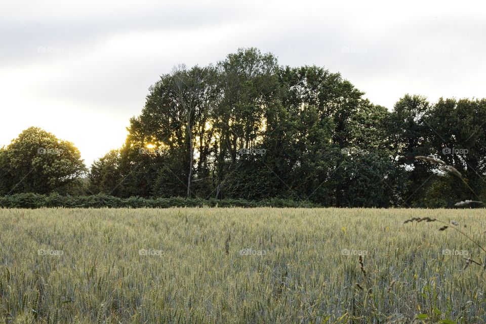 landscape with trees