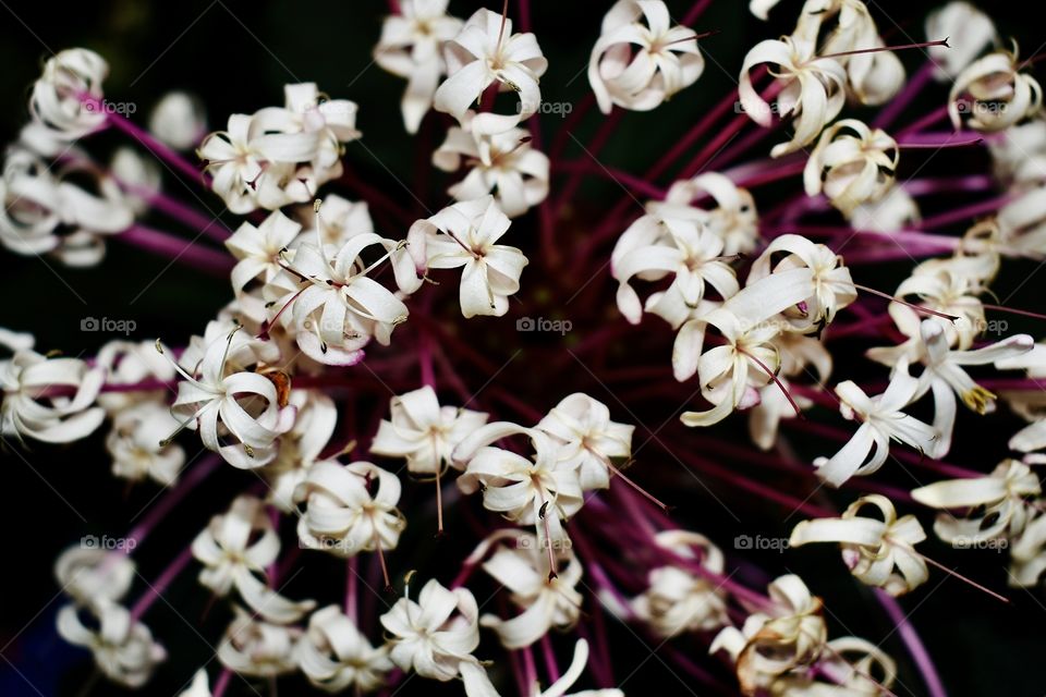 White petals 