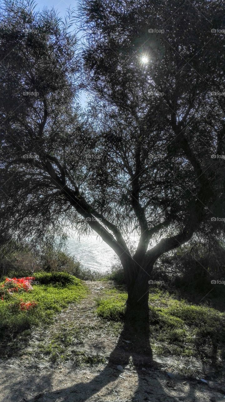 albero e mare