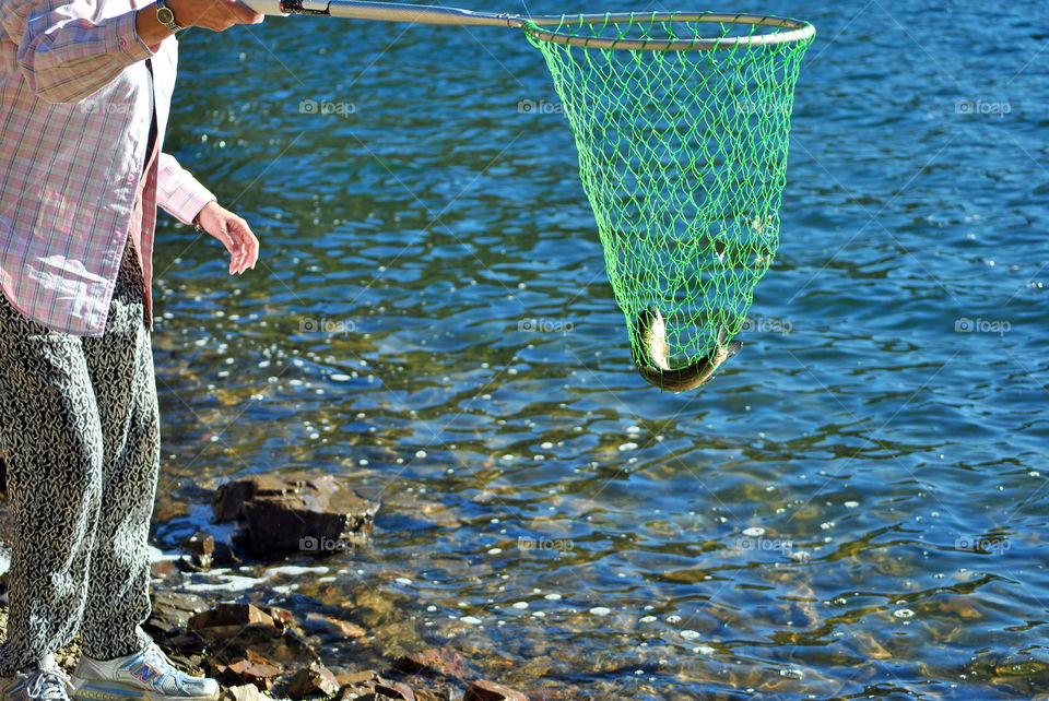 Caught fish in net