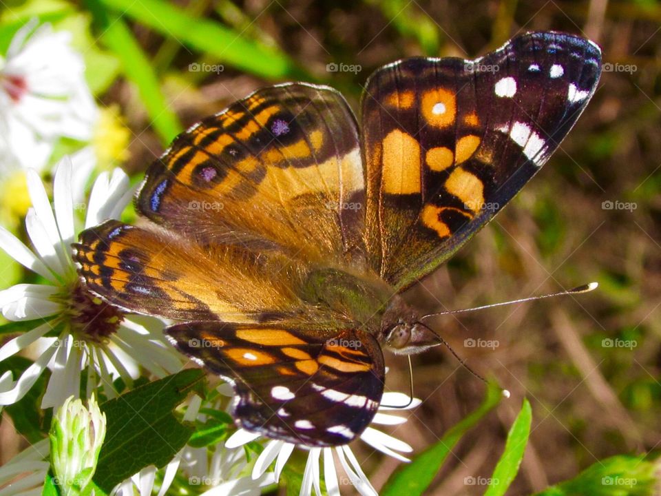 Butterflies