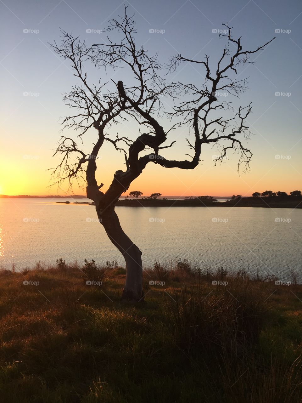 Lonely Tree Silhouette at the lake Sunset 