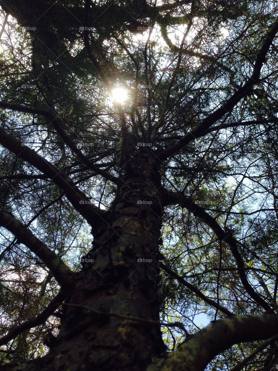 Tree and Sun