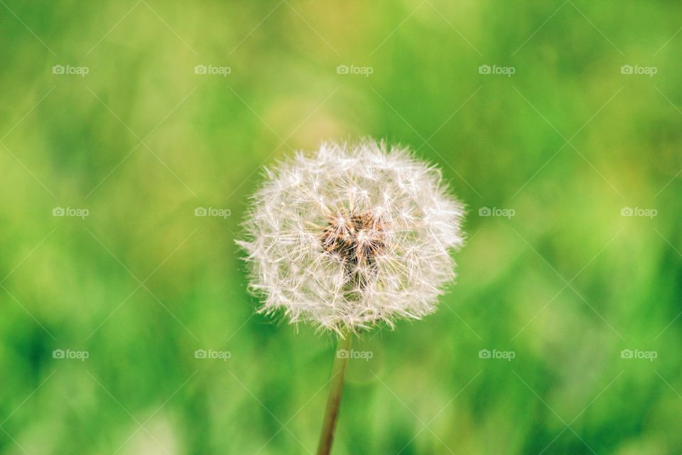 Close-up of dandelion in meadow