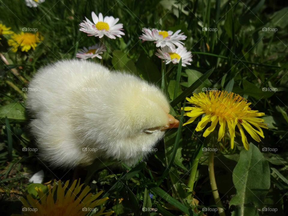 chick smelling flower