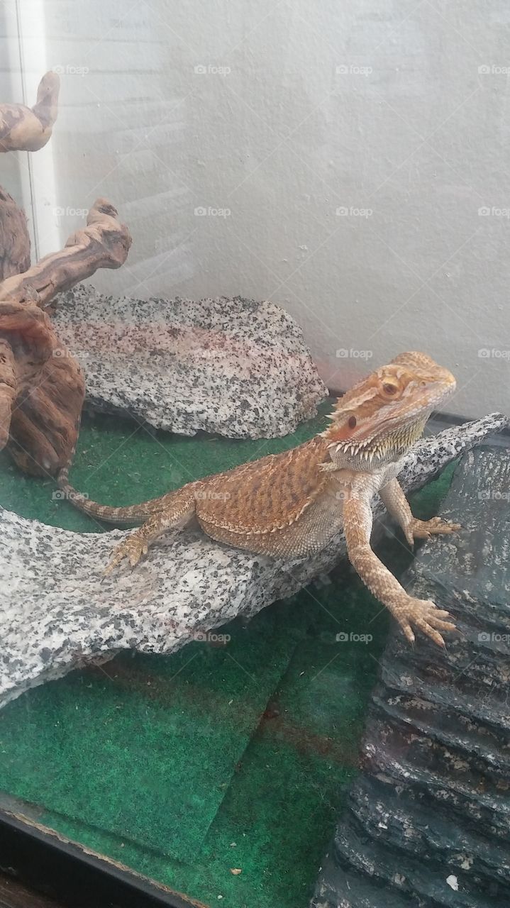 Another bearded dragon