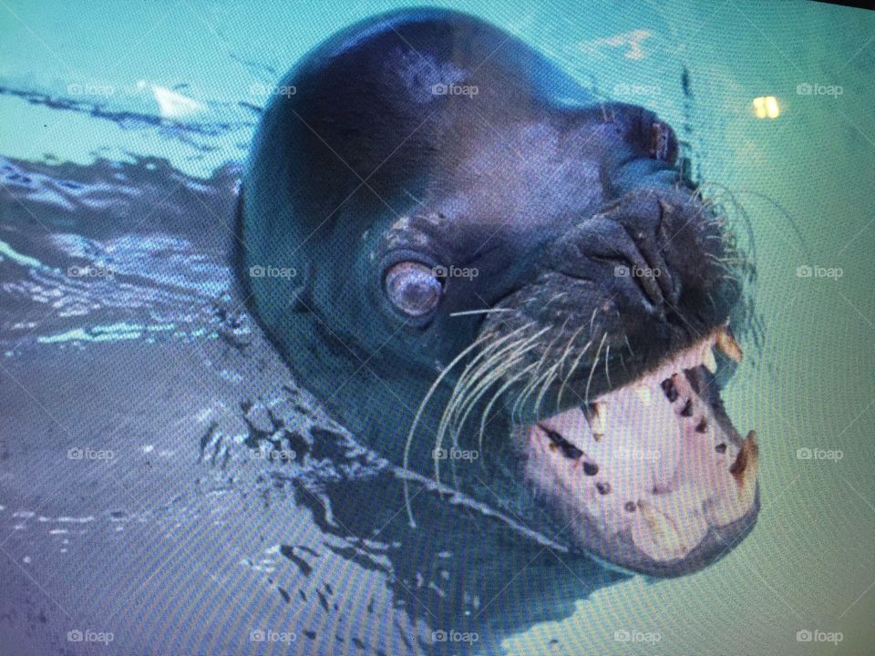 Swimming with sea lions. Happy face!