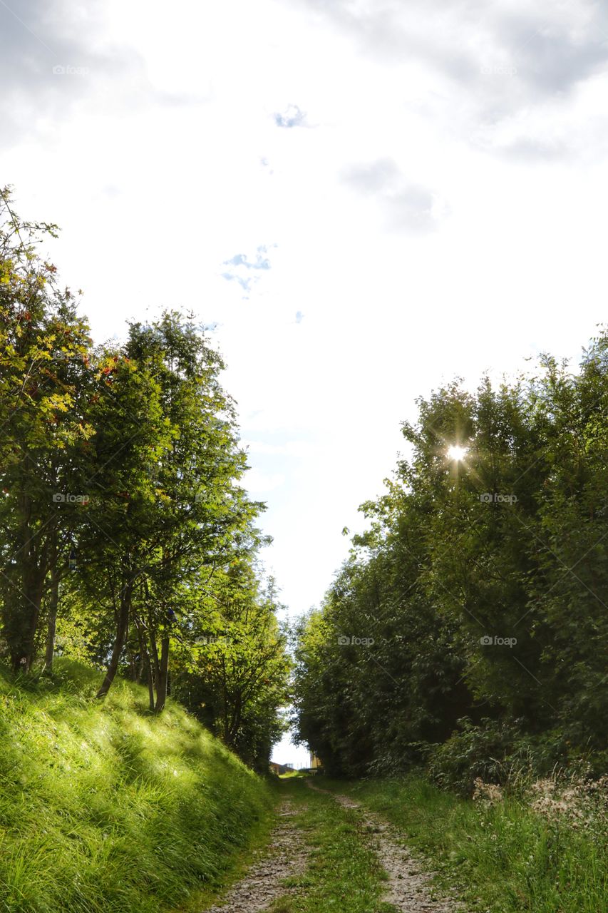 Sunlight through the trees, sunset on mountain in summer time 