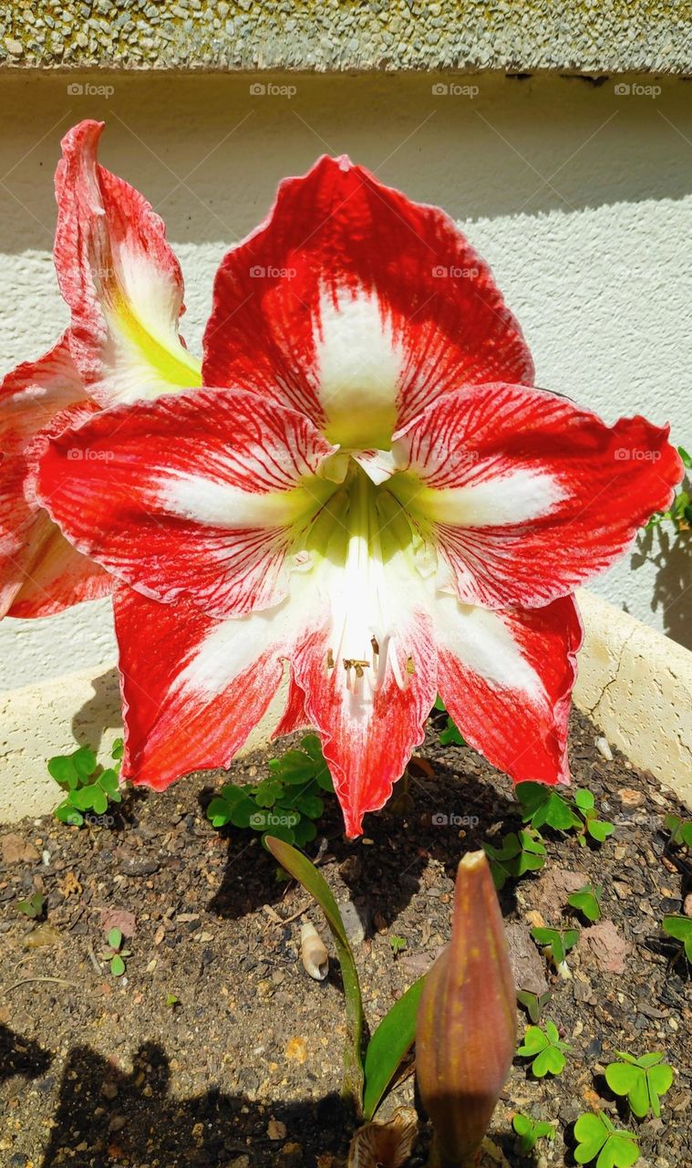 Hippeastrum striatum.