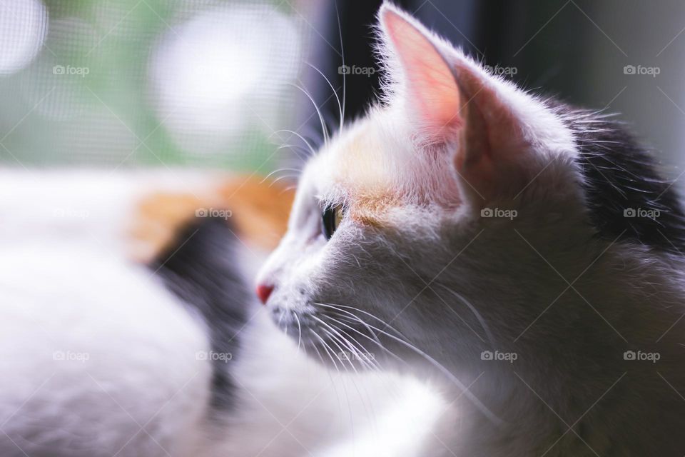 A side portrait of the head of a cat with white and orange fur looking around. the eye is sharp and the whiskers give it some depth.