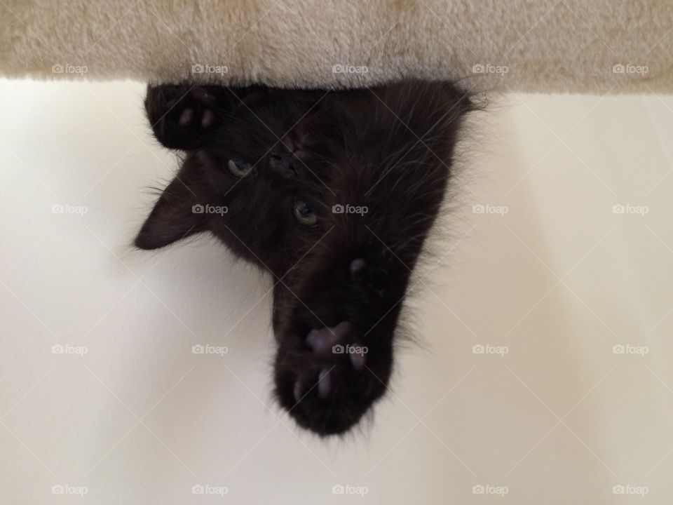 funny Black Maine coon kitten hanging upside down.