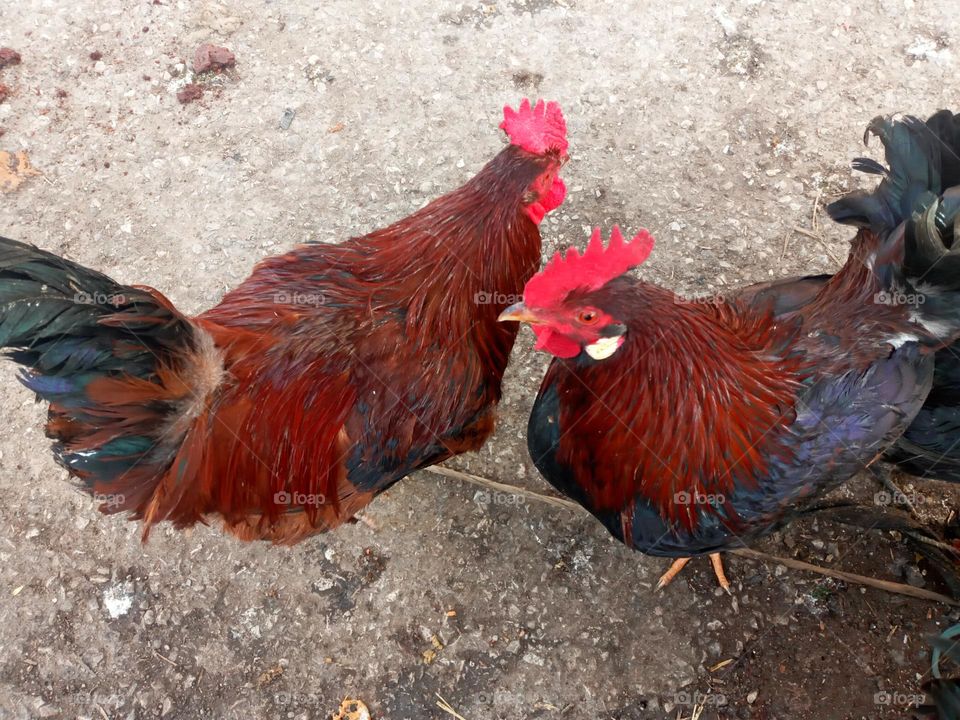 Two cocks