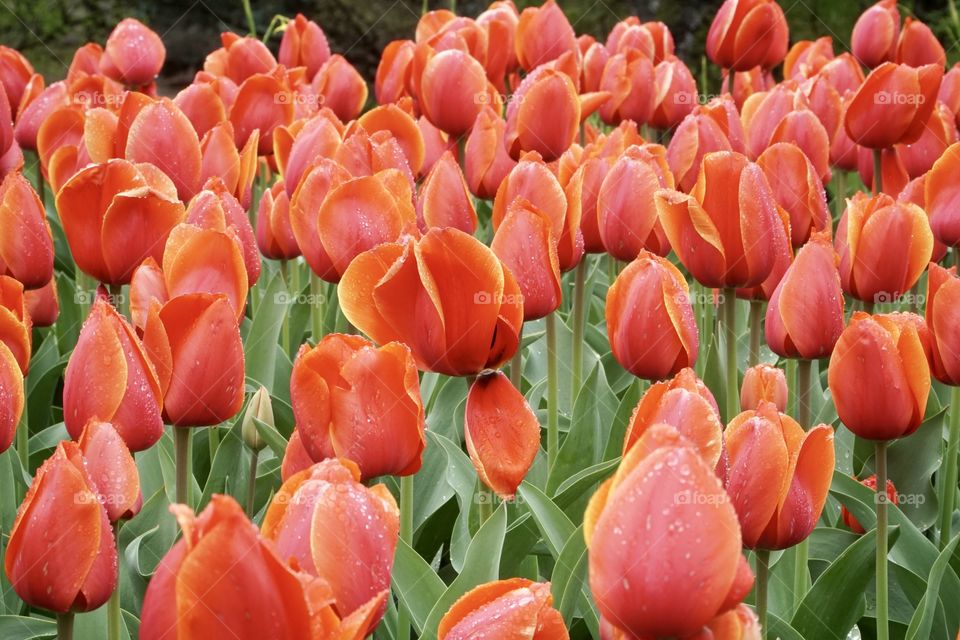 Red yellow tulips