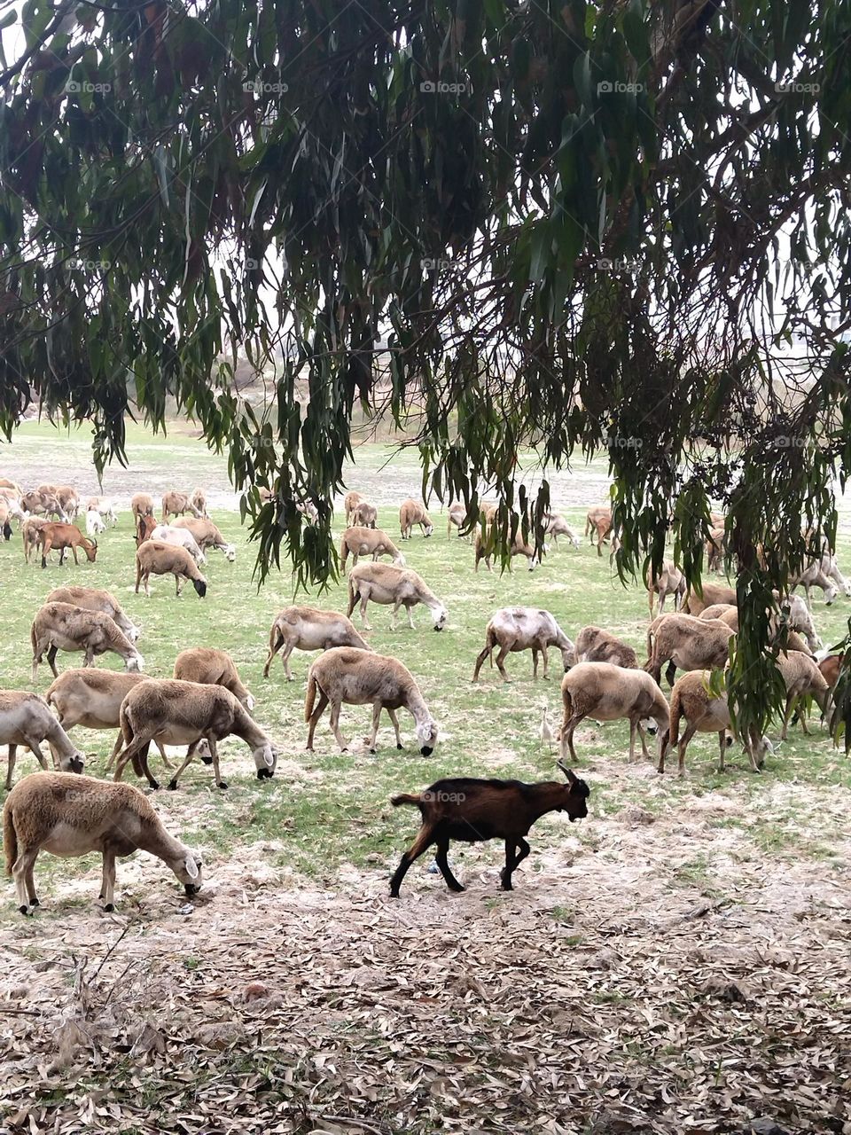 Tree and herd