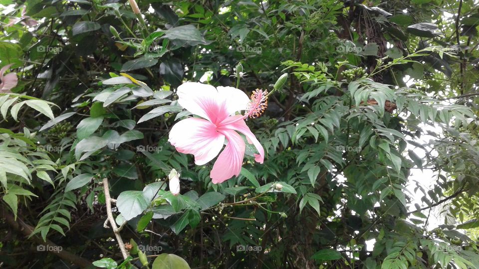 flower is beautiful when it blown