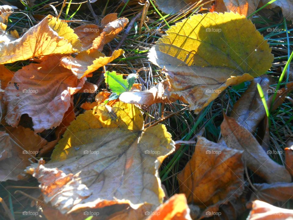 fall leaves