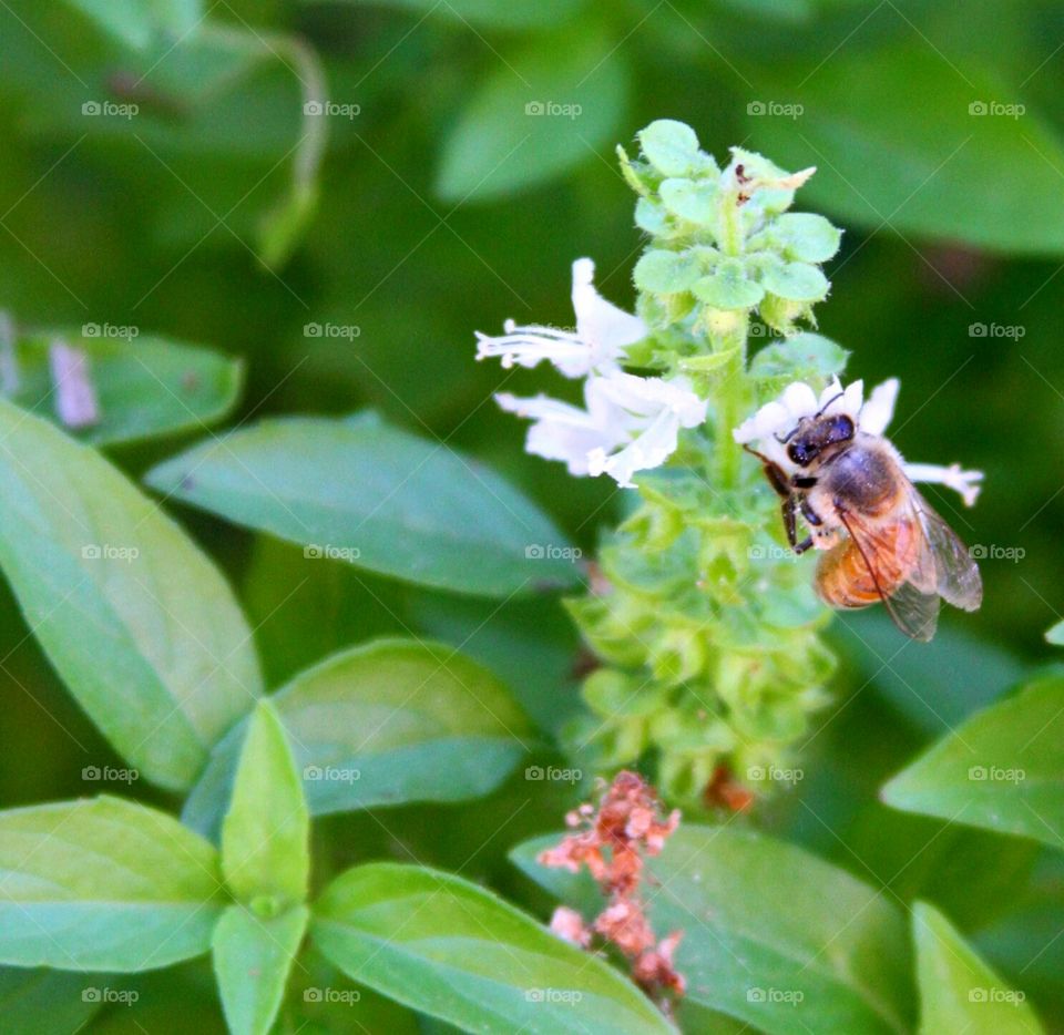 basil flowers and a bee