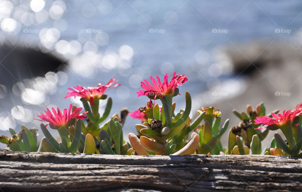 pink flowers and the sea