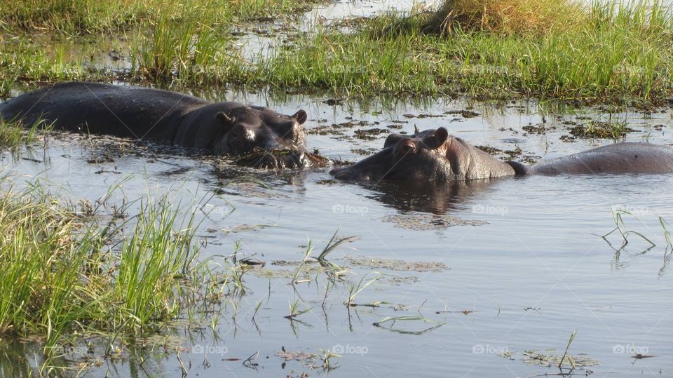 Hippos in a marsh