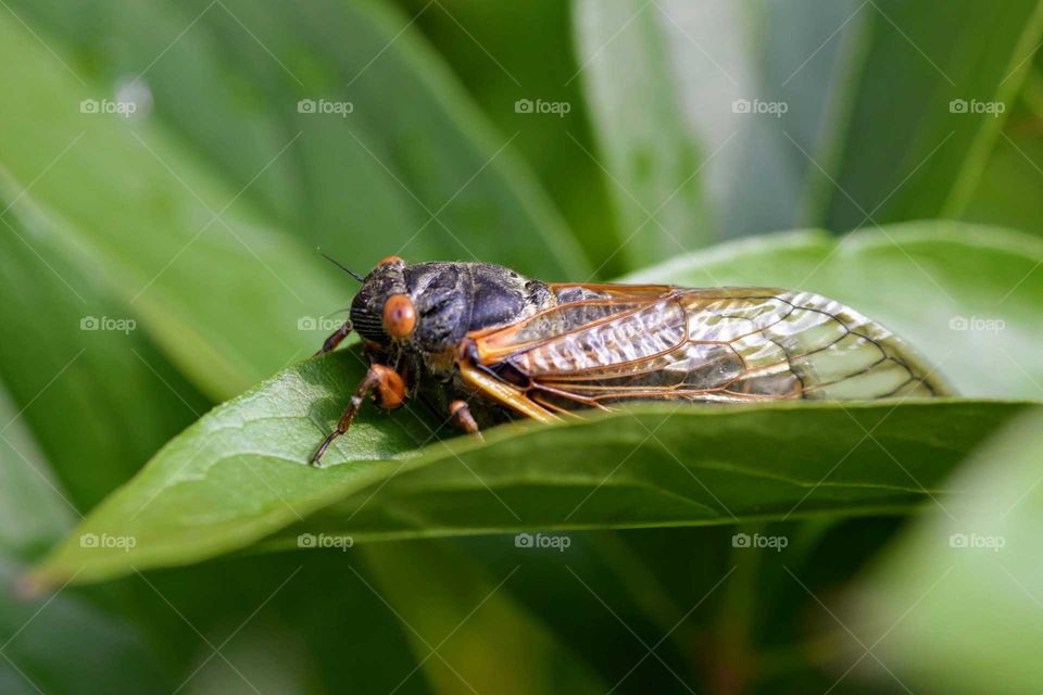 Cicada Season