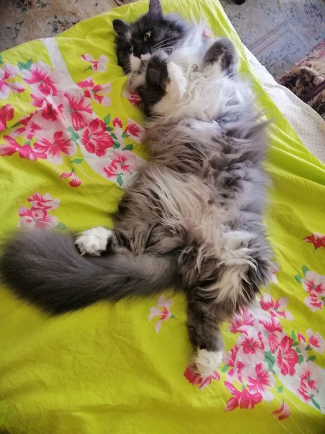 Cat