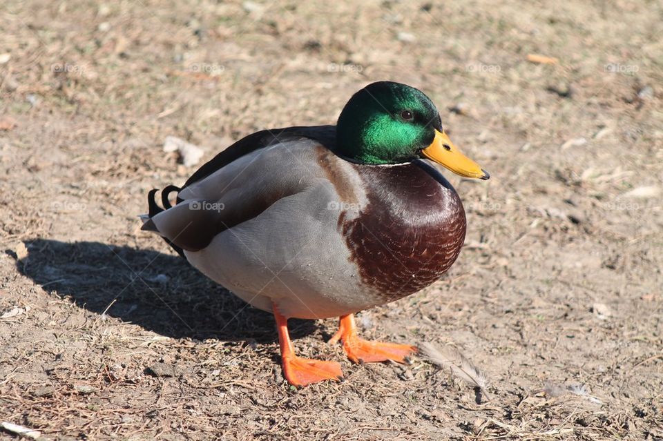 Close-up of a mallard duck