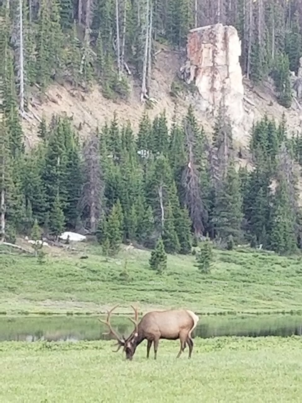 elk