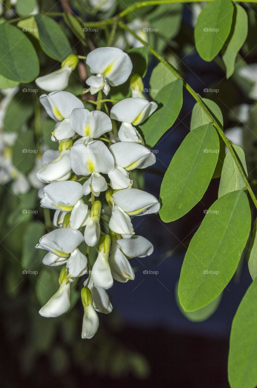 White locust (Robinia)