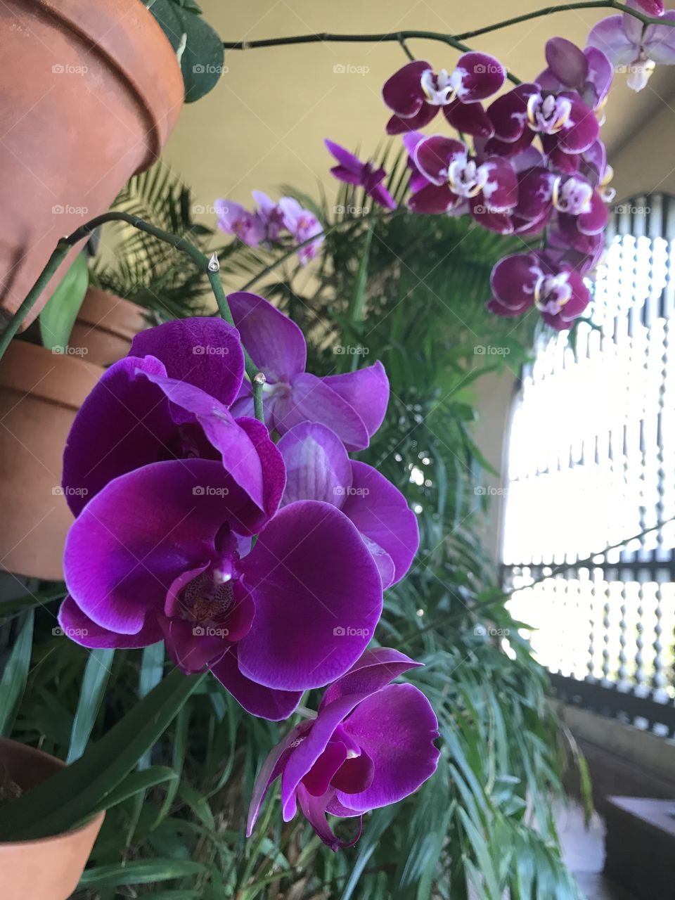 Popping purple color orchids