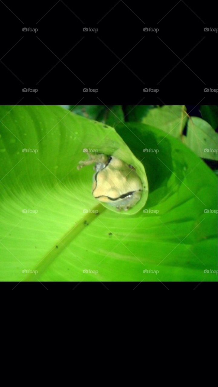 Frog inside a leaf
