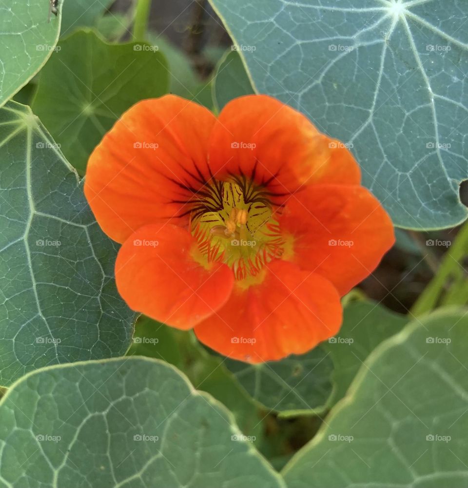 Nasturtium