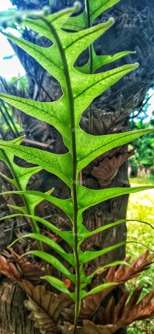 Wild ornamental plants Asplenium scolopendrium.