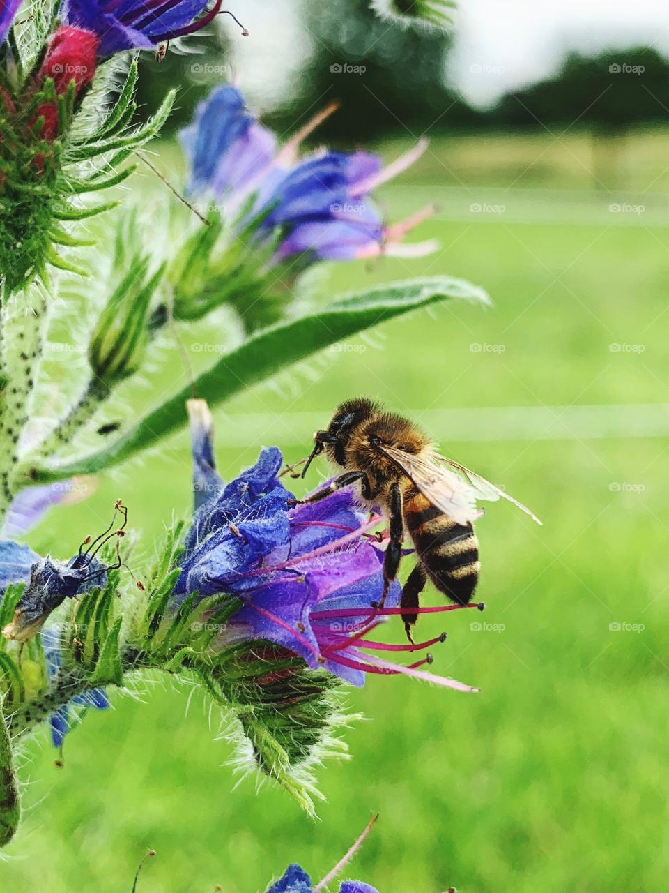 Biene auf blauer Blume