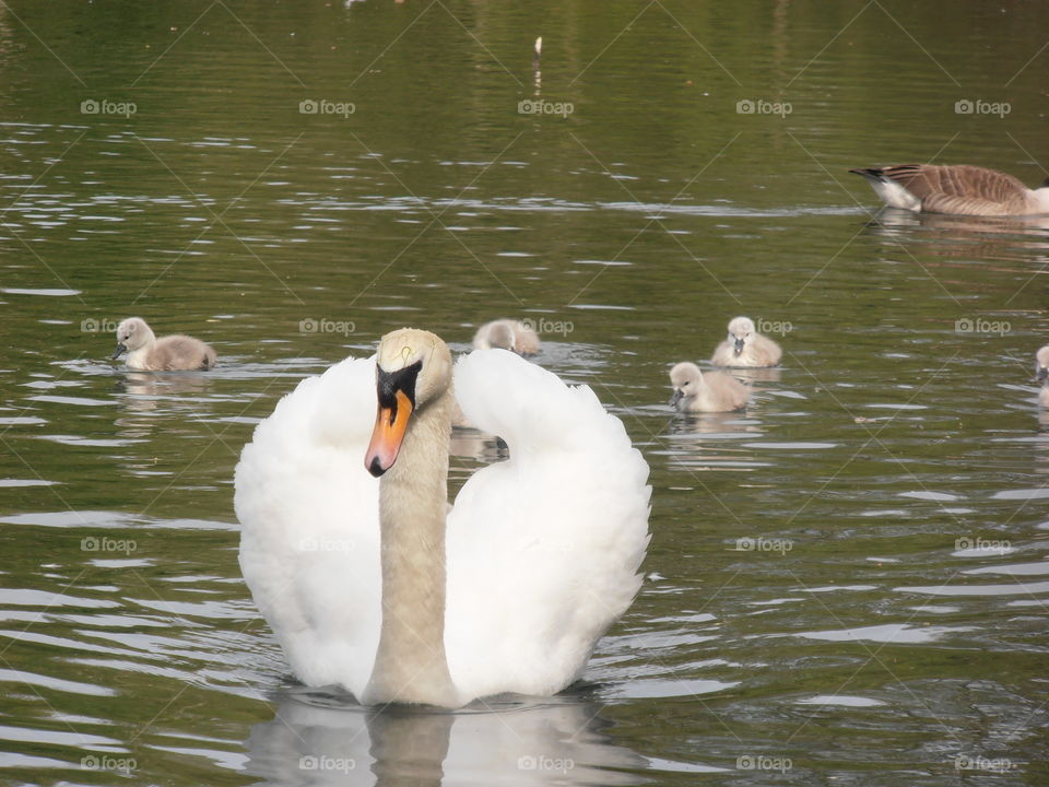 Mother Swan With Young