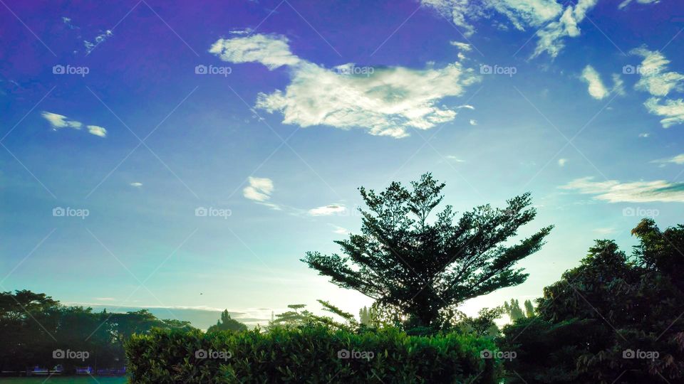 Sunlight behind the tree